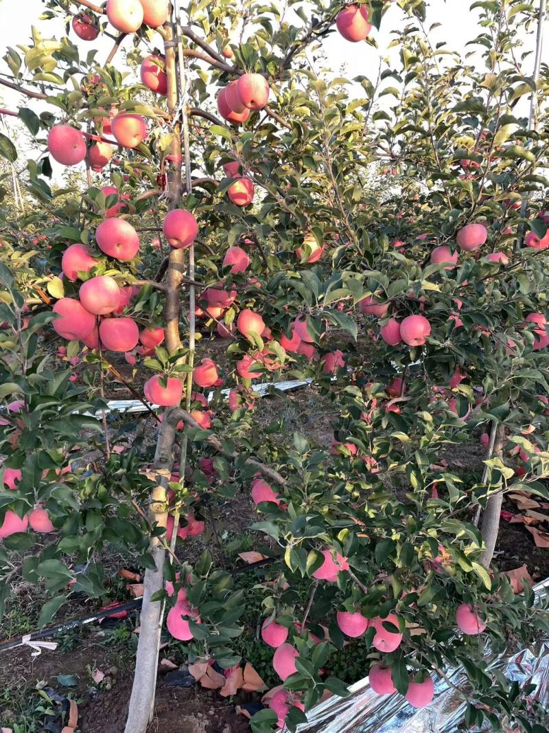 红富士苹果【洛川苹果】支持视频看货，可发往全国市场！