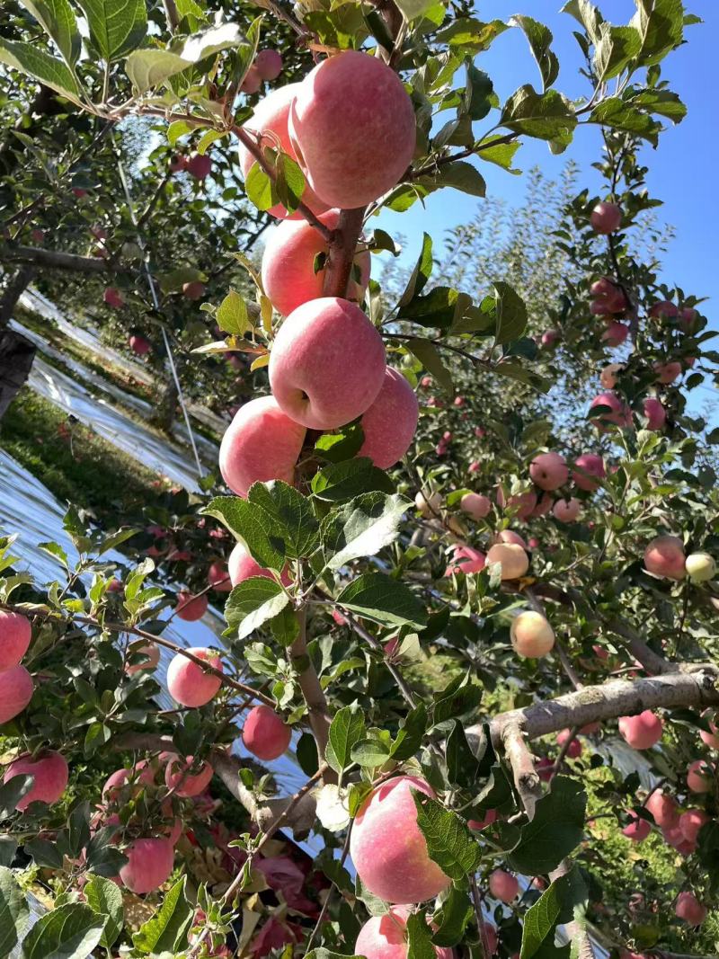 红富士苹果【洛川苹果】支持视频看货，可发往全国市场！