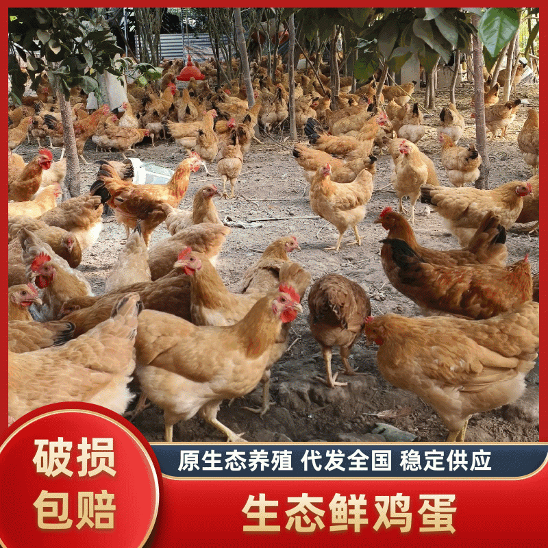 常年供应湖北土鸡蛋鲜鸡蛋散养土鸡蛋自家养殖保质保量