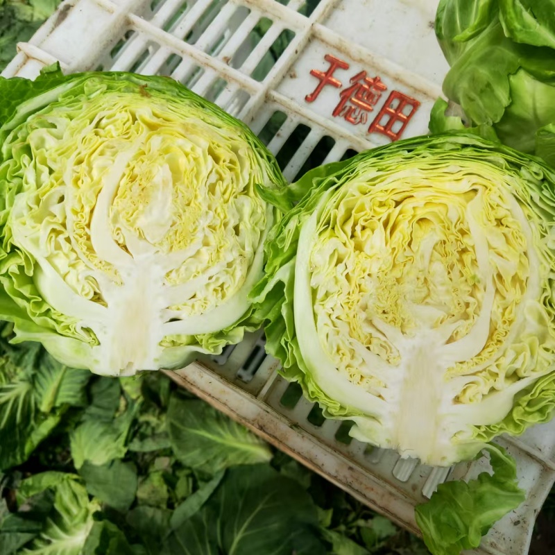 精选莒南优质甘蓝集中上市中牛心甘蓝热卖价格实惠