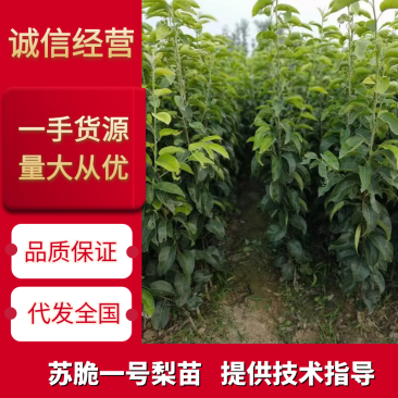 新西兰品种;超月梨，果大脆甜，九月中旬成熟，栽植当年结果