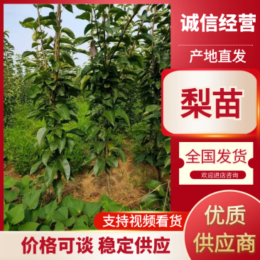 山农酥梨，优质梨苗，基地直发，保证成活率，顺丰包邮到家，