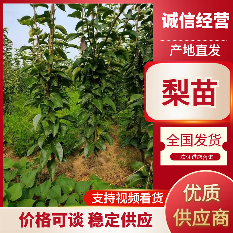 山农酥梨，优质梨苗，基地直发，保证成活率，顺丰包邮到家，