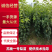 山农酥梨，优质梨苗，基地直发，保证成活率，顺丰包邮到家，