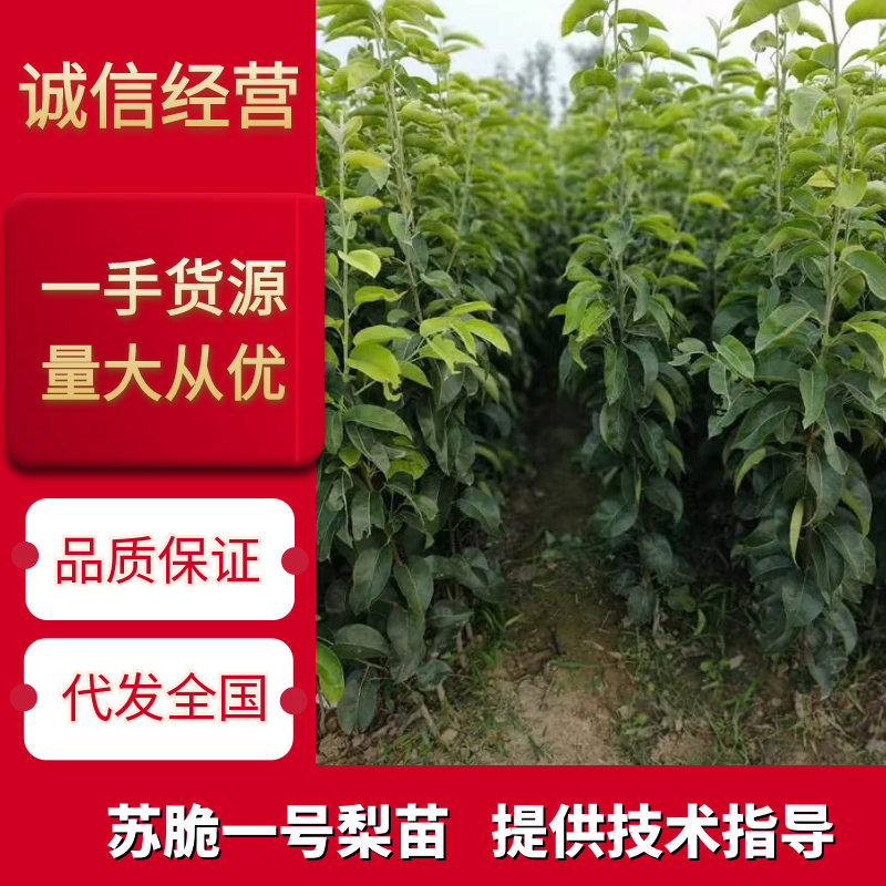 山农酥梨，优质梨苗，基地直发，保证成活率，顺丰包邮到家，