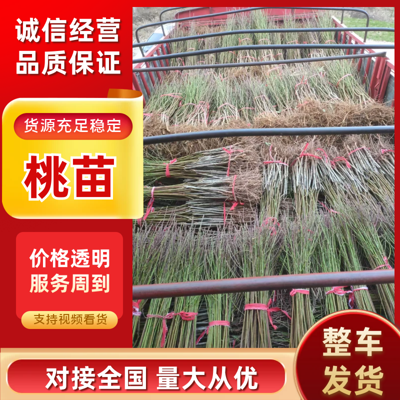 桃苗：油蟠9号，夏辉10号，金梦4号，中油37，