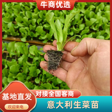 【精选】意大利生菜苗大量供应产地批发规格齐全质优