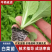 【白菜苗】基质育苗量大质优全国发货抗病高产现货