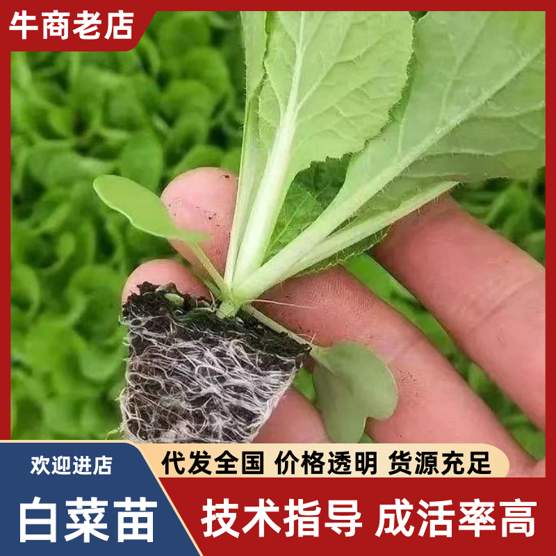 【白菜苗】基质育苗量大质优全国发货抗病高产现货