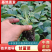 【甘蓝苗】质优价廉品质保证视频看货诚信经营一手货源