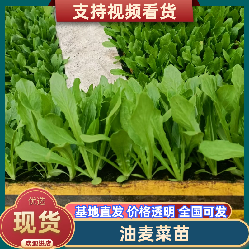 【油麦菜苗】基地供应大量批发价格实惠规格齐全