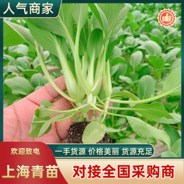 【上海青苗】大量供应根系发达粗壮提供技术指导质优