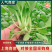 【上海青苗】大量供应根系发达粗壮提供技术指导质优