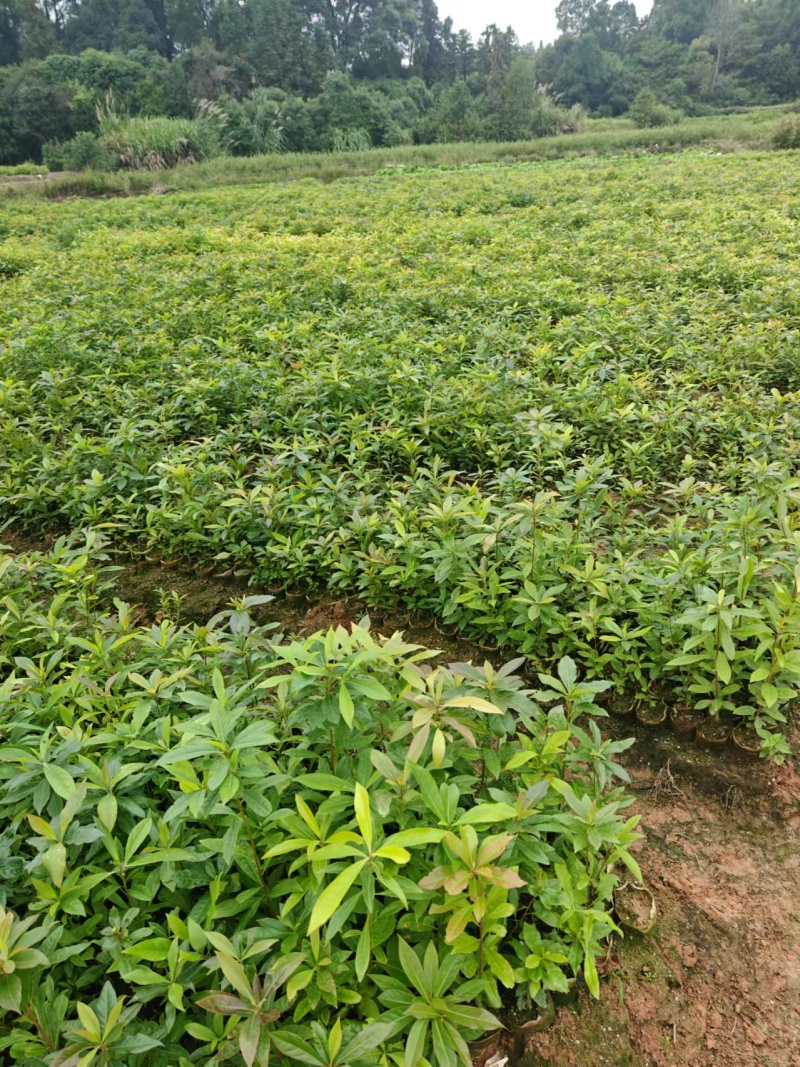 木荷杯苗大量现货供应，规格齐全，可视频看货对接全国客商