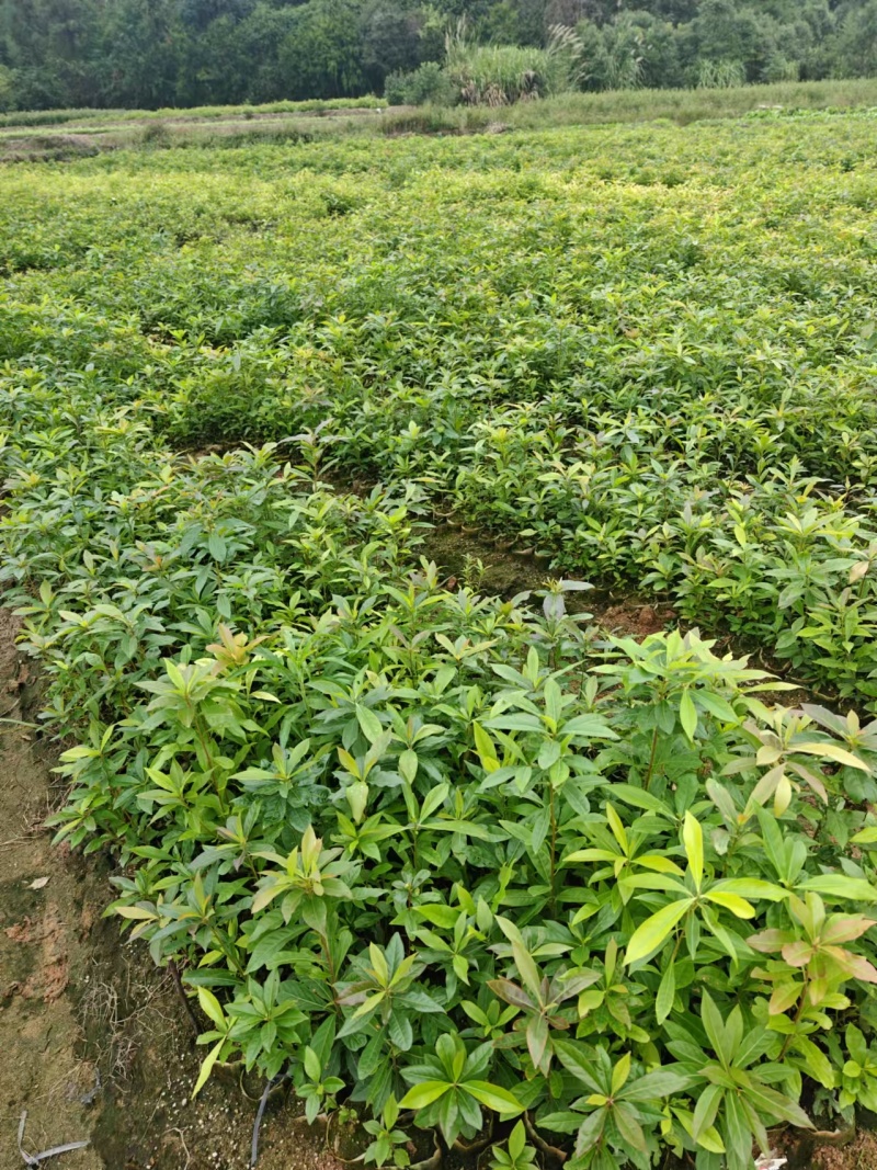 木荷杯苗大量现货供应，规格齐全，可视频看货对接全国客商
