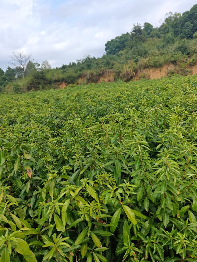 木荷杯苗大量现货供应，规格齐全，可视频看货对接全国客商