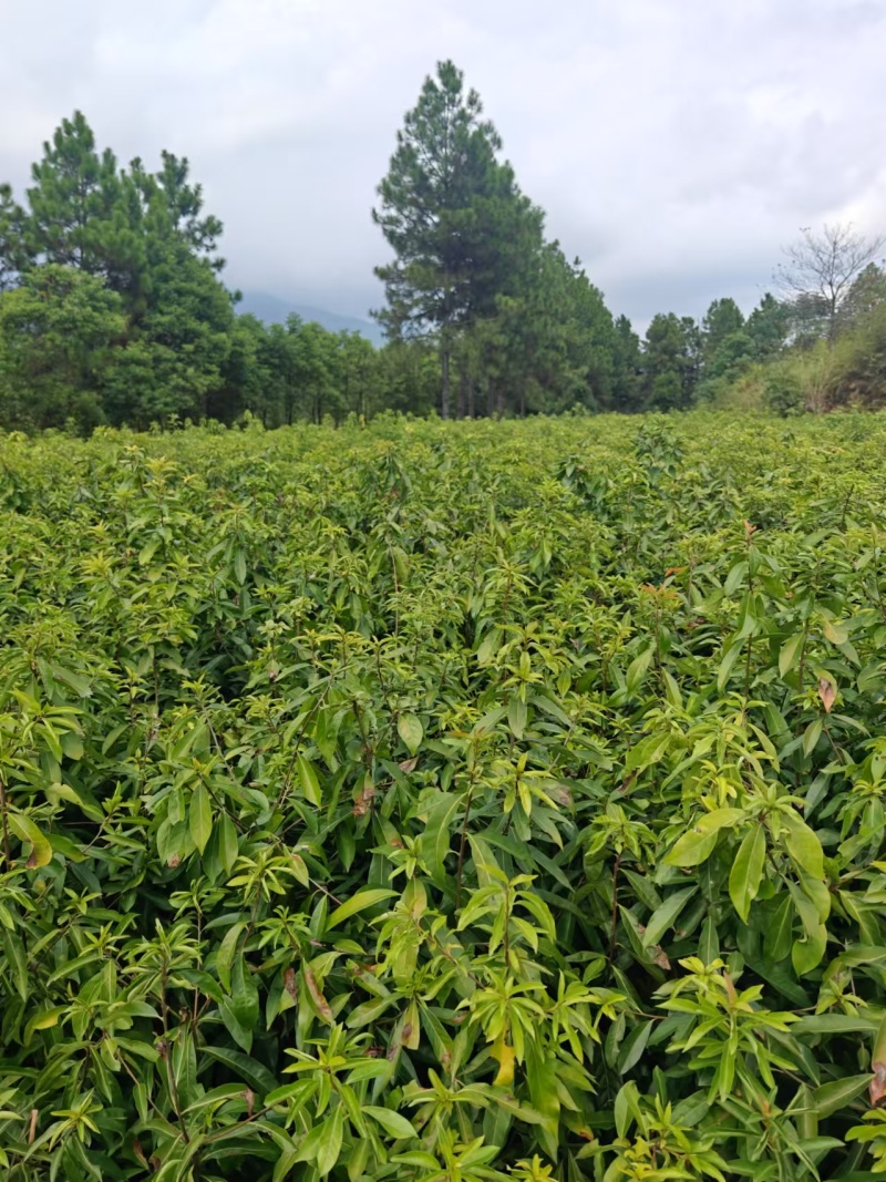 木荷杯苗大量现货供应，规格齐全，可视频看货对接全国客商