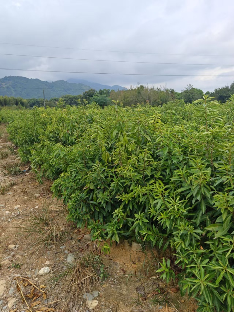 木荷杯苗大量现货供应，规格齐全，可视频看货对接全国客商