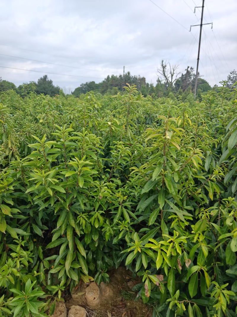 木荷杯苗大量现货供应，规格齐全，可视频看货对接全国客商