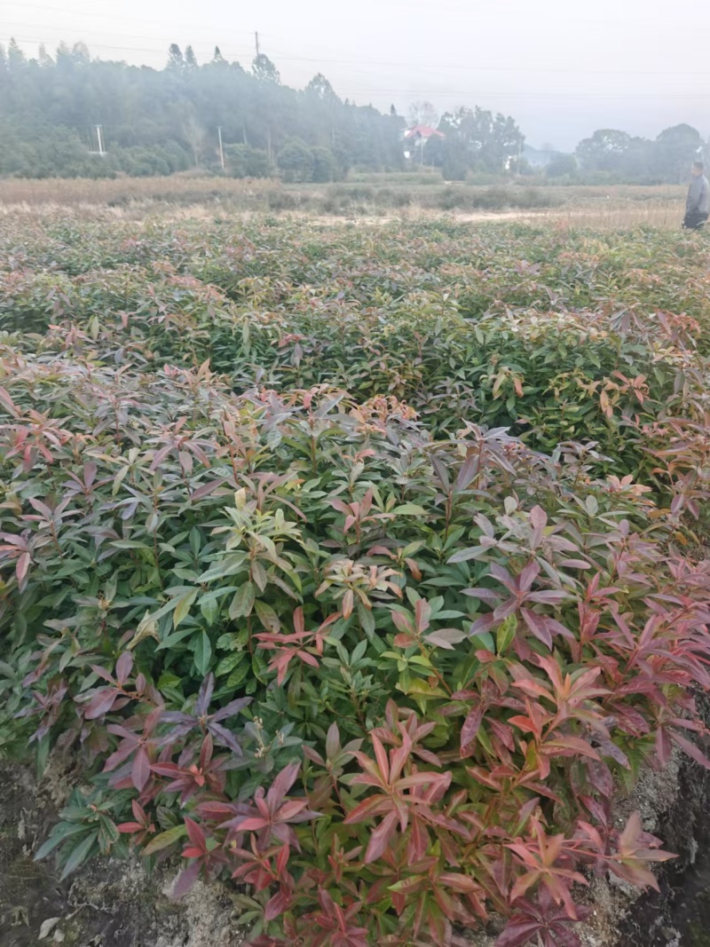 木荷杯苗大量现货供应，规格齐全，可视频看货对接全国客商