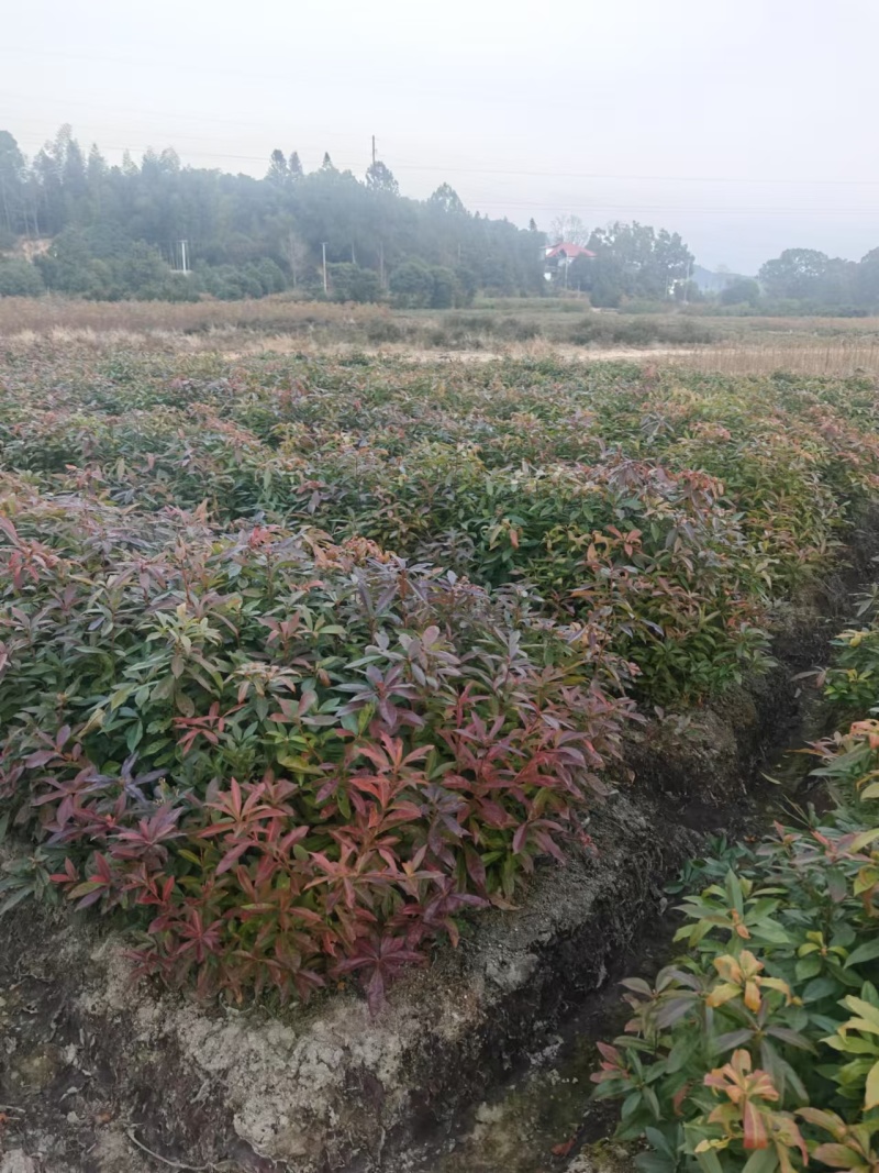 木荷杯苗大量现货供应，规格齐全，可视频看货对接全国客商