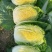 湖北潜江黄心白菜上市中，无虫无蜜无烧心，清秀色绿味道清甜