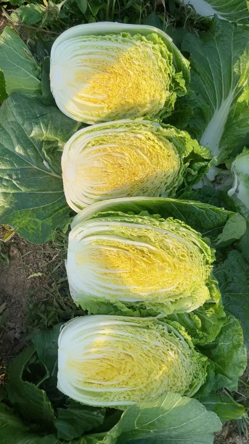 湖北潜江黄心白菜上市中，无虫无蜜无烧心，清秀色绿味道清甜