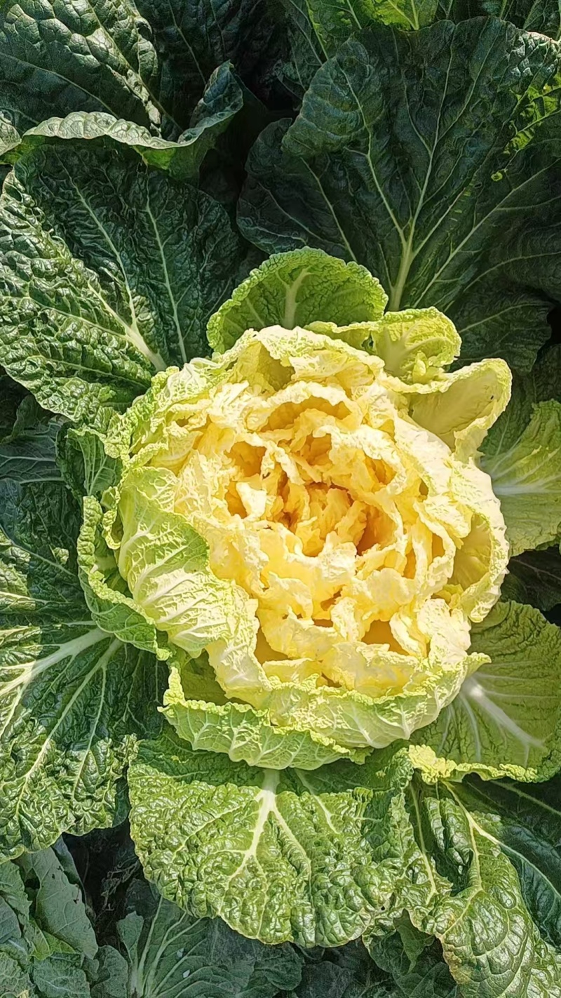 湖北潜江黄心白菜上市中，无虫无蜜无烧心，清秀色绿味道清甜