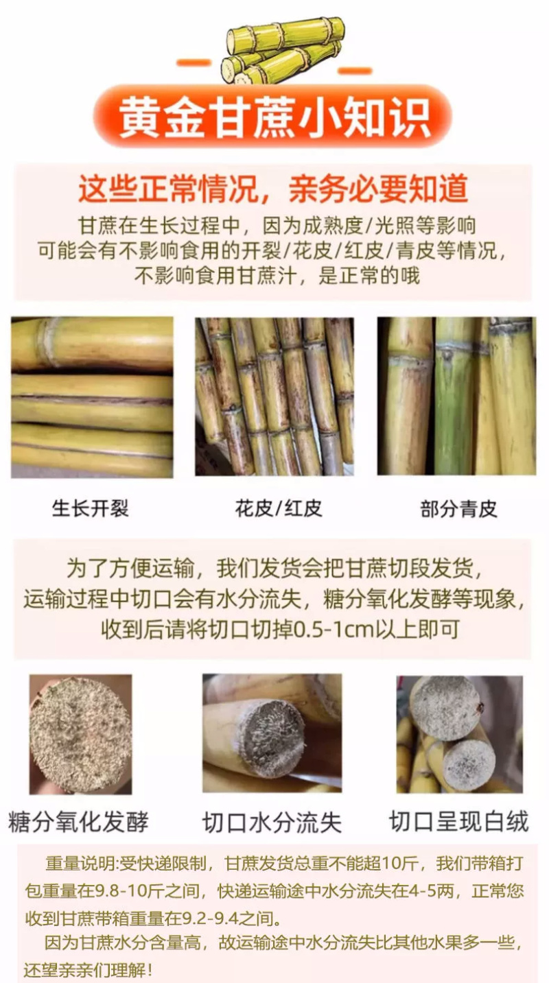 黄金甘蔗一件代发黄皮甘蔗黄色新鲜当季水果『电商供应』