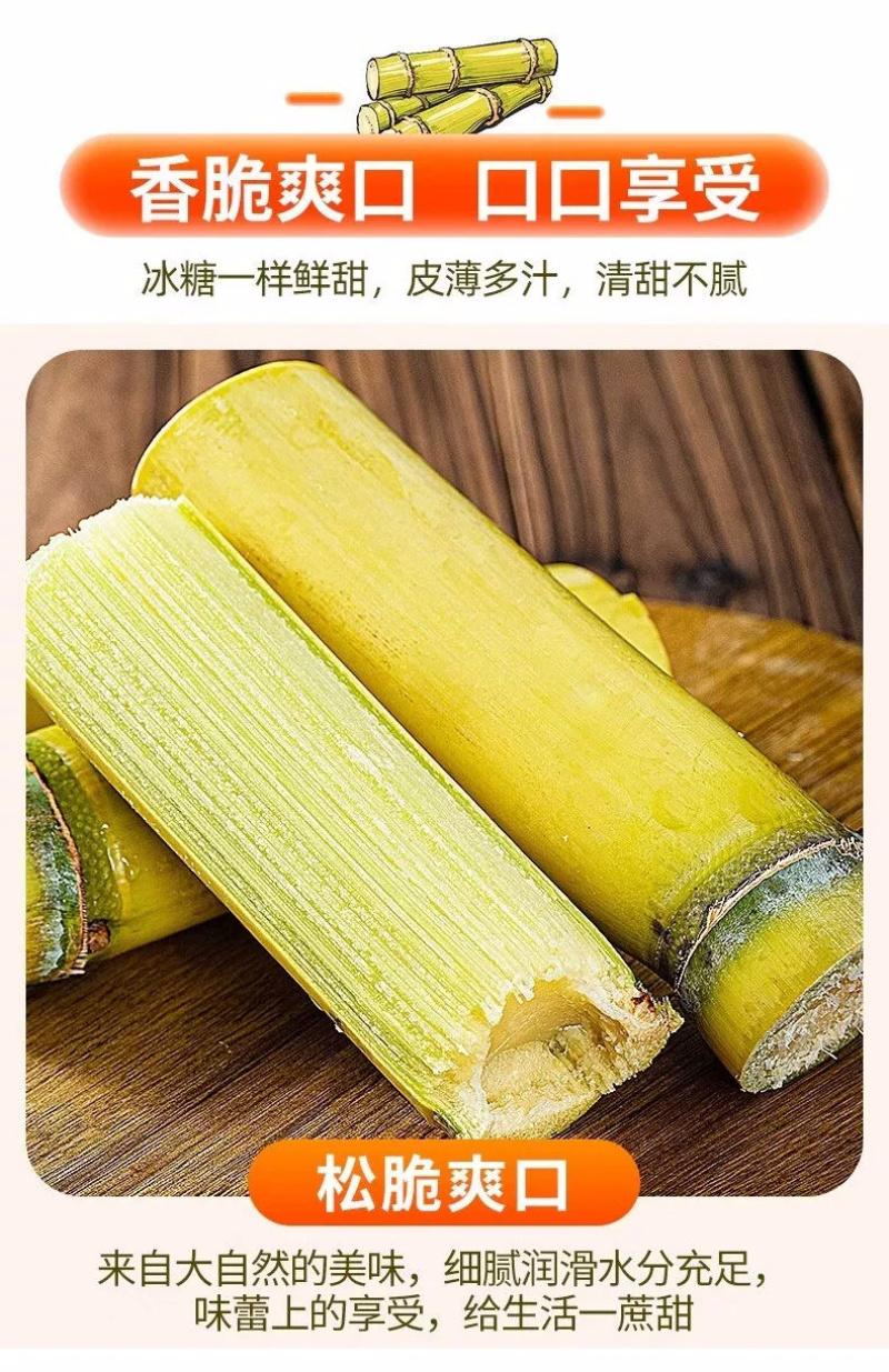 黄金甘蔗一件代发黄皮甘蔗黄色新鲜当季水果『电商供应』