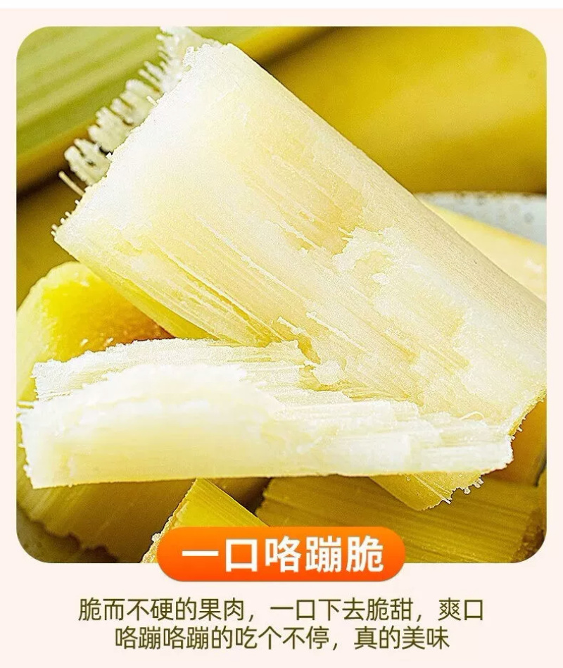 黄金甘蔗一件代发黄皮甘蔗黄色新鲜当季水果『电商供应』