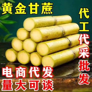 黄金甘蔗一件代发黄皮甘蔗黄色新鲜当季水果『电商供应』