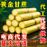 黄金甘蔗一件代发黄皮甘蔗黄色新鲜当季水果『电商供应』