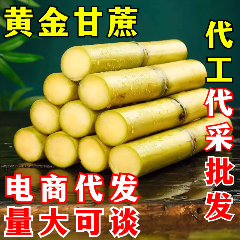 黄金甘蔗一件代发黄皮甘蔗黄色新鲜当季水果『电商供应』