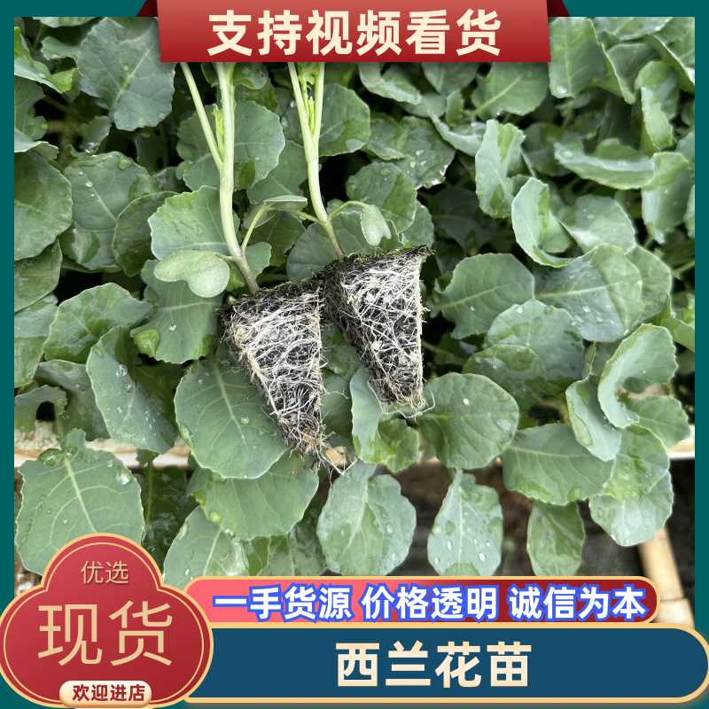 冬季耐寒优质西蓝花苗翡翠11号苗好价优对接全国