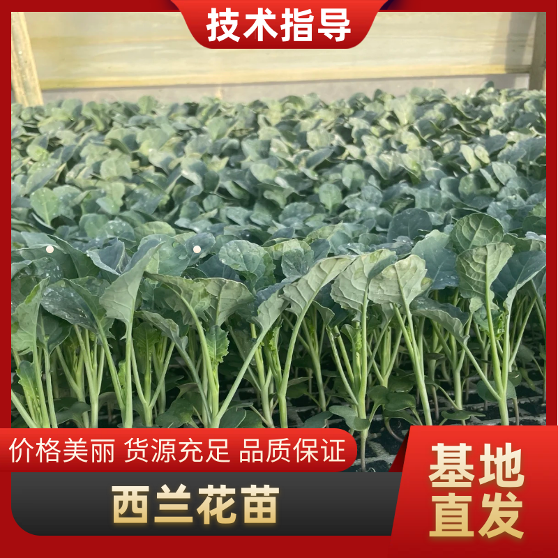 【优选商家】云南西兰花苗品质保证诚信经营欢迎选购