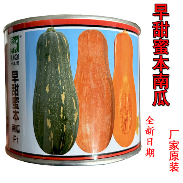 早熟甜蜜本南瓜种子华蜜秘本密本南瓜种籽粉糯面基地品种