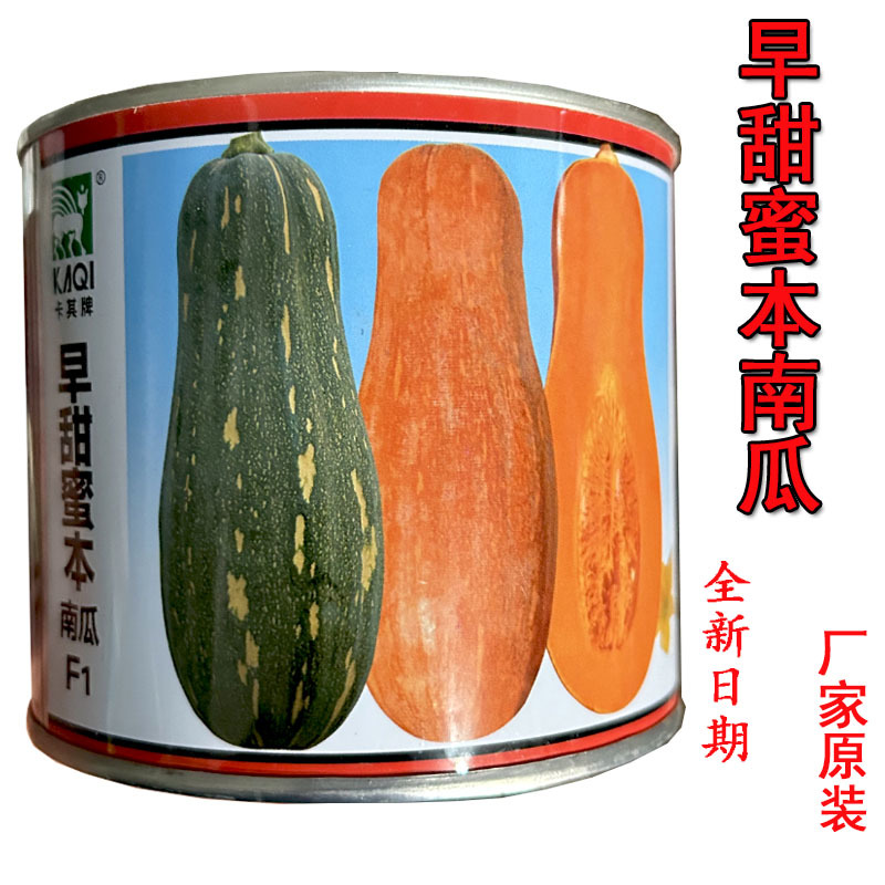 早熟甜蜜本南瓜种子华蜜秘本密本南瓜种籽粉糯面基地品种