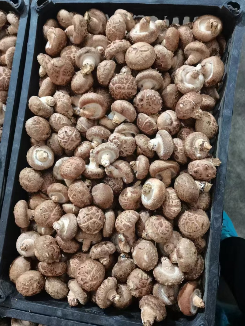 鲜香菇产地直销欢迎老板前来联系