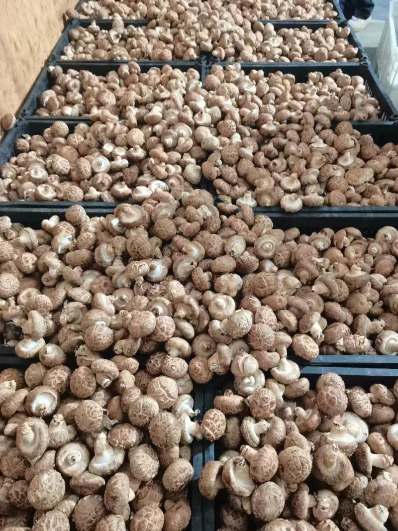 鲜香菇产地直销欢迎老板前来联系