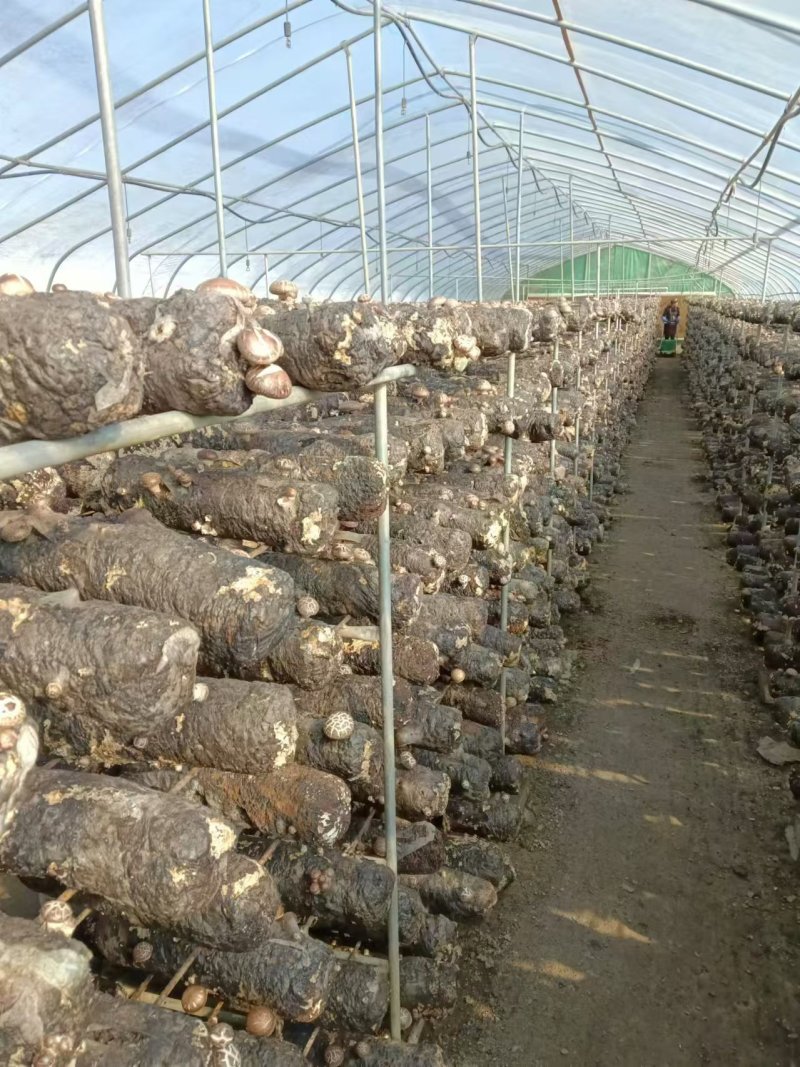 鲜香菇产地直销欢迎老板前来联系