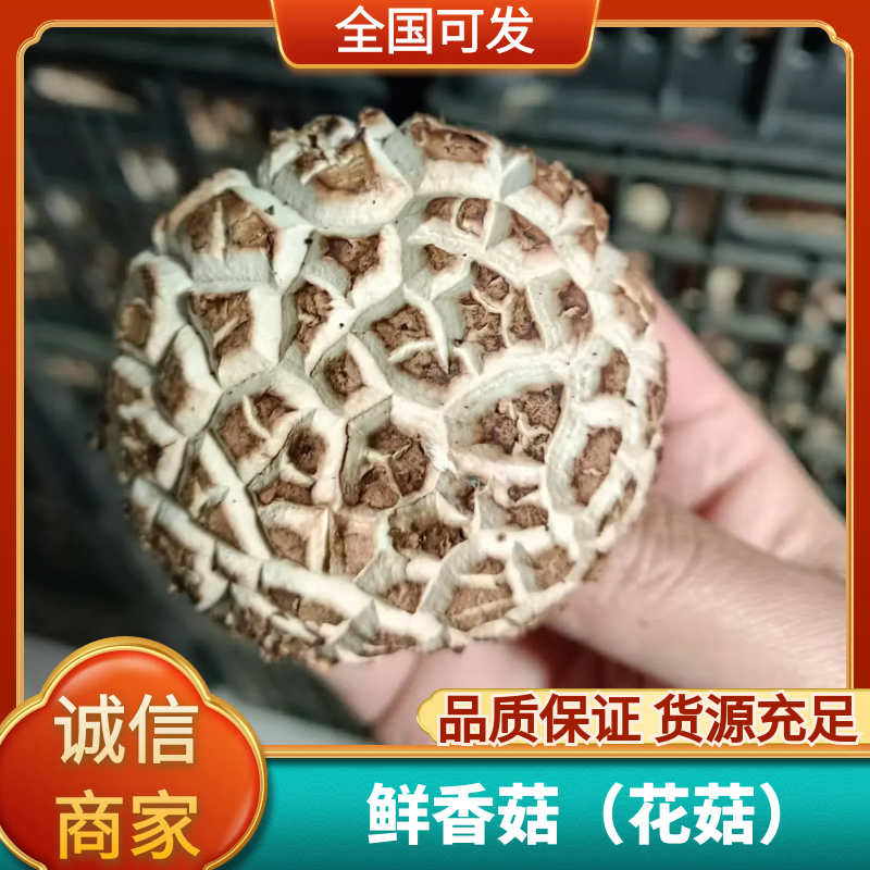 鲜香菇产地直销欢迎老板前来联系
