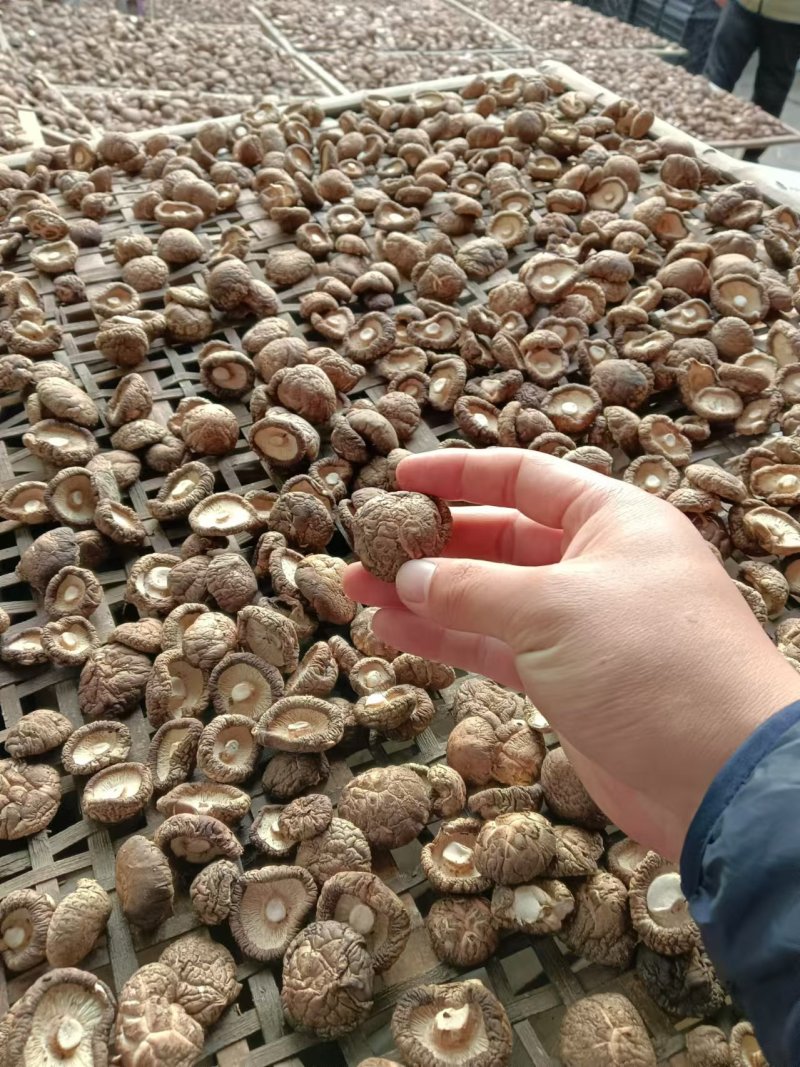 干香菇产地直销欢迎老板咨询