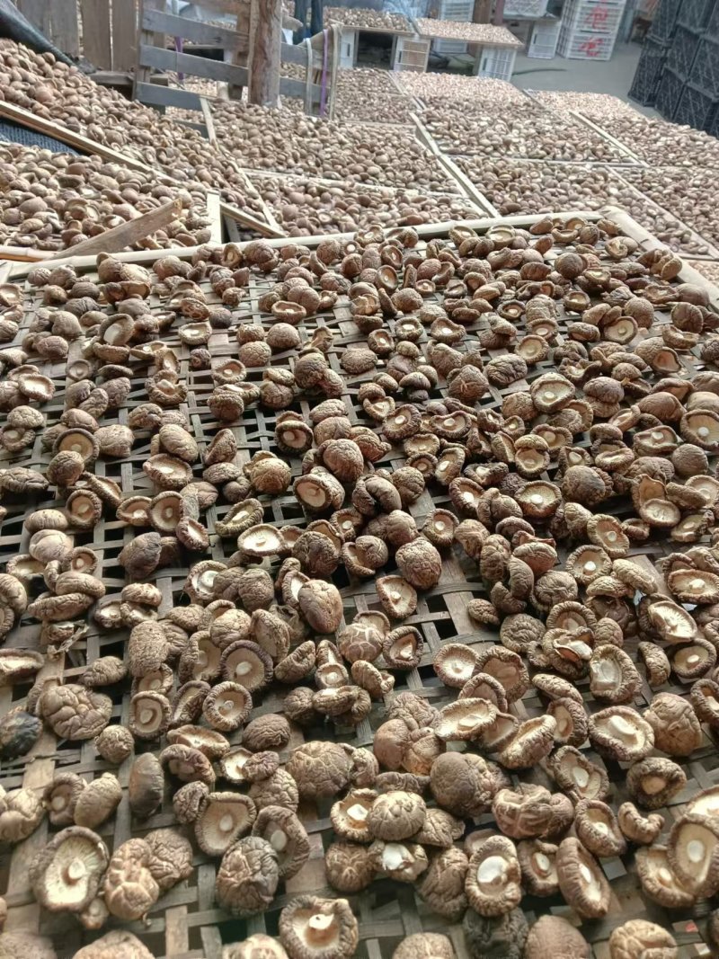干香菇产地直销欢迎老板咨询