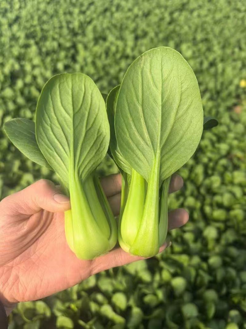 产地一手货源直发精品大棚小颗油菜上海青保证质量