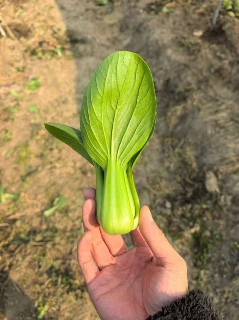 产地一手货源直发精品大棚小颗油菜上海青保证质量