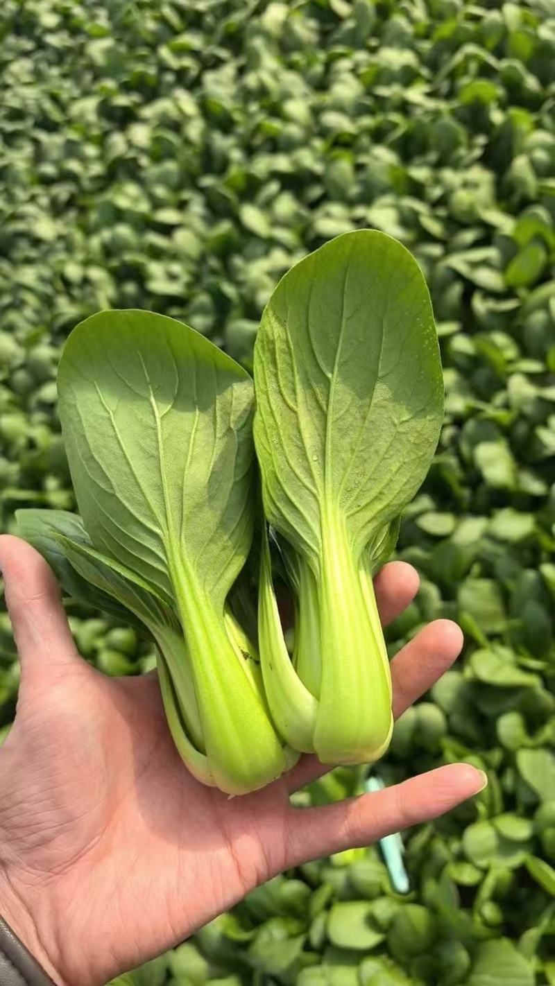 产地一手货源直发精品大棚小颗油菜上海青保证质量