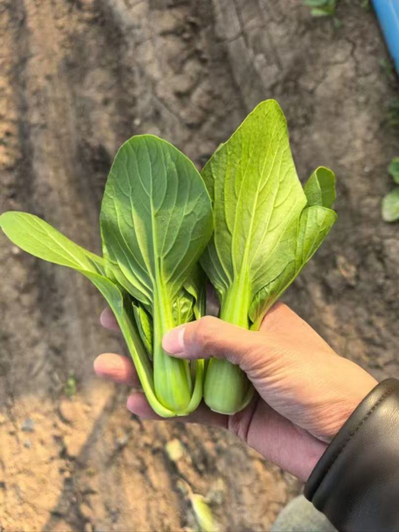 产地一手货源直发精品大棚小颗油菜上海青保证质量