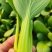 产地一手货源直发精品大棚小颗油菜上海青保证质量