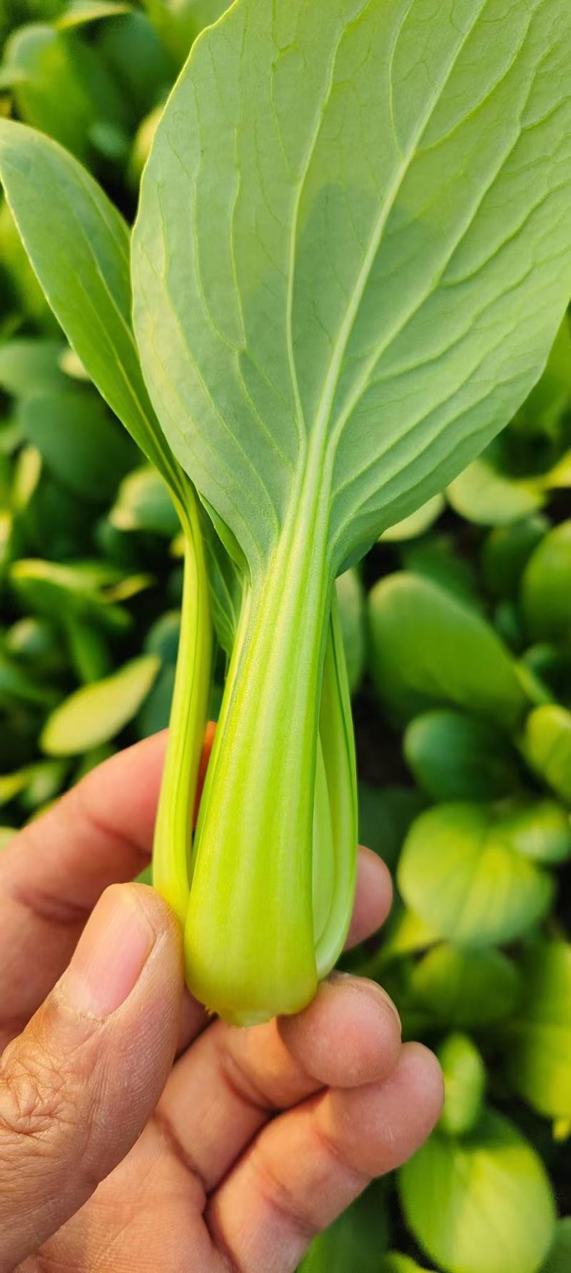 产地一手货源直发精品大棚小颗油菜上海青保证质量